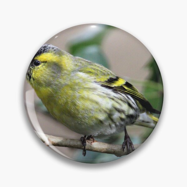 Item preview, siskin designed and sold by KathleenDawson.