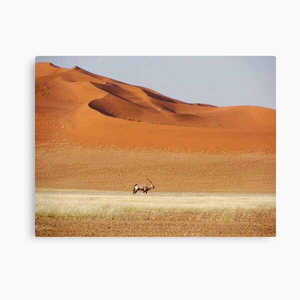 An Oryx posing Canvas Print