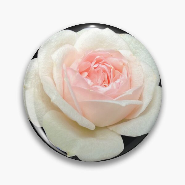 Item preview, Delicate white pink tea rose designed and sold by hollycooper.