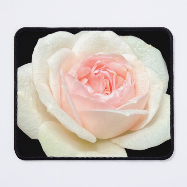 Item preview, Delicate white pink tea rose designed and sold by hollycooper.