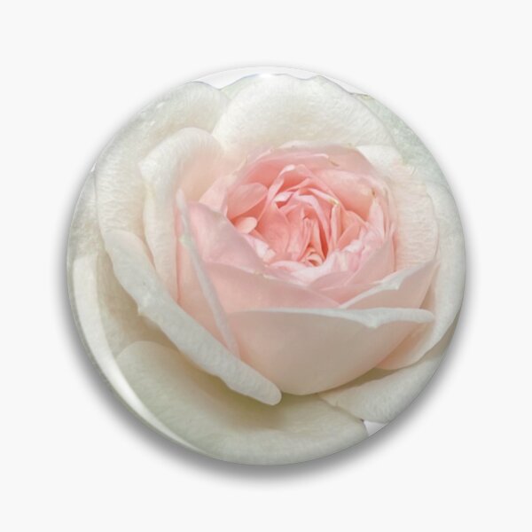 Item preview, Delicate white pink tea rose | pink floral designed and sold by hollycooper.