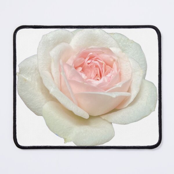 Item preview, Delicate white pink tea rose | pink floral designed and sold by hollycooper.