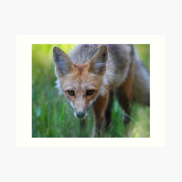 On the Hunt Art Print
