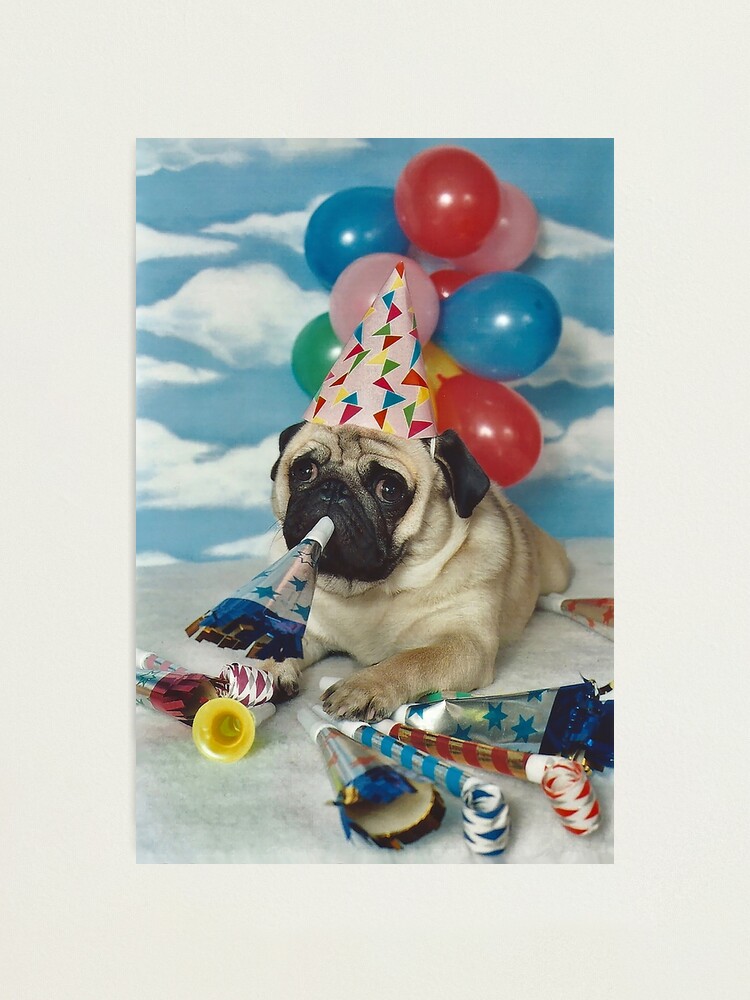 Birthday Pug Dog Photographic Print By Candiscamera Redbubble