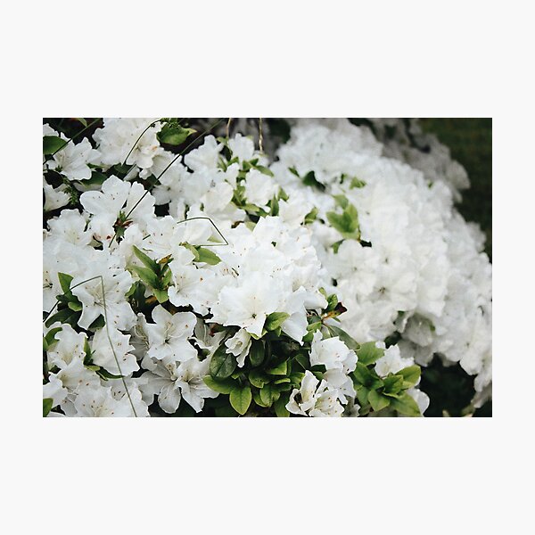 Item preview, Kyoto Garden, Holland Park designed and sold by aandreareyes.