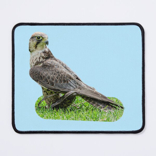 Item preview, The Falcon standing on the Lure designed and sold by Dalyndigital Photography.