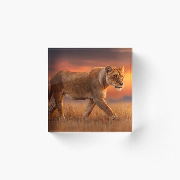 Item preview, Majestic Lioness Walking in Sunset Background designed and sold by Artessie.