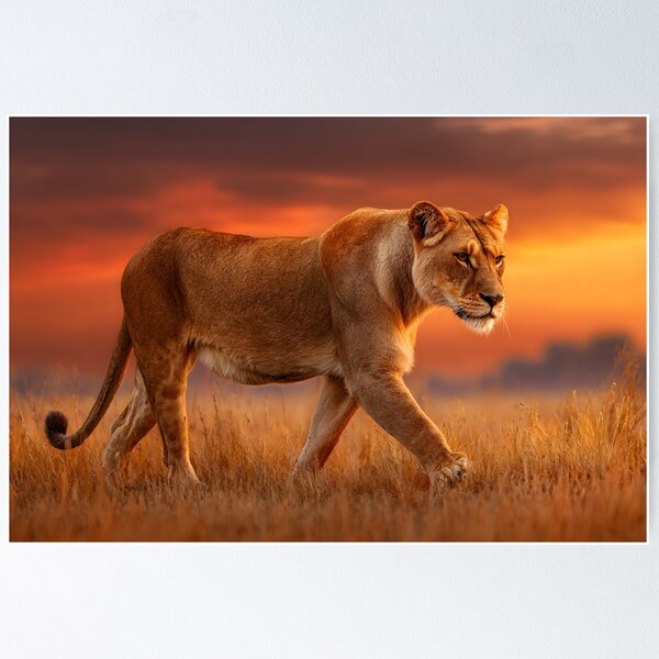 Item preview, Majestic Lioness Walking in Sunset Background designed and sold by Artessie.