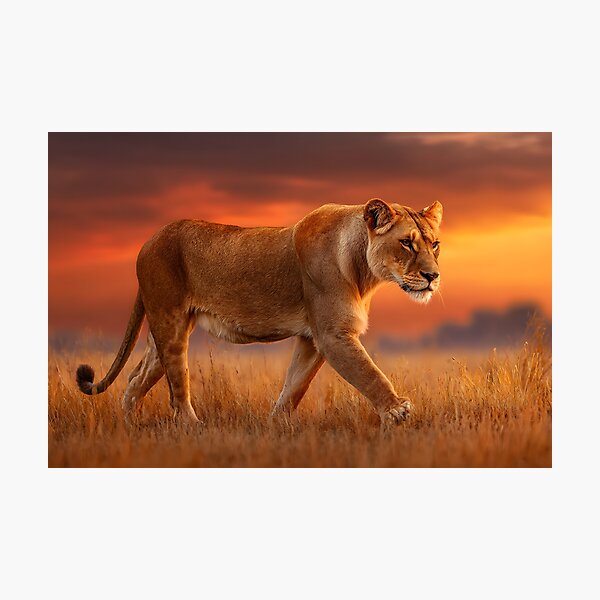 Item preview, Majestic Lioness Walking in Sunset Background designed and sold by Artessie.