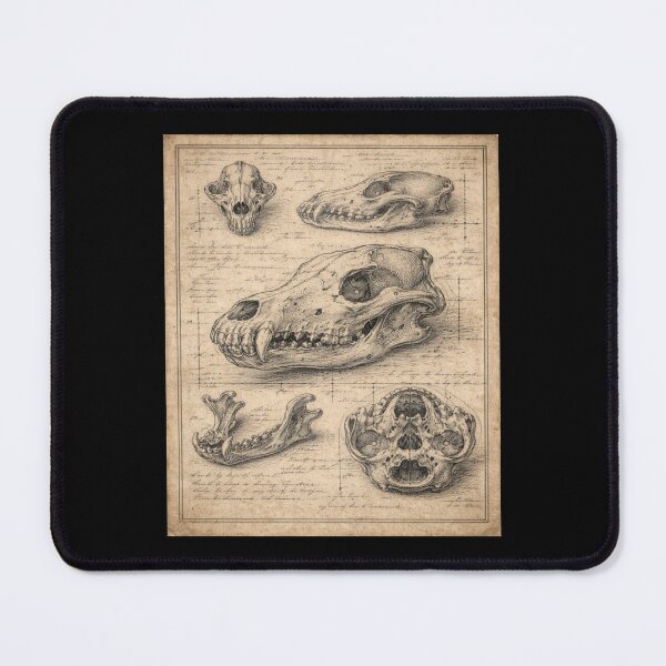Item preview, Wolf Skull Engraving – Gift for Book Lovers • Dark Academia Anatomy Art designed and sold by JacobKAurumhead.