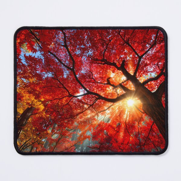 Item preview, Vibrant Autumn Leaves Illuminated by Sunlight designed and sold by Artessie.