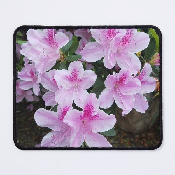 Item preview, Pink/Purple Azalea designed and sold by SakuraSasuke.