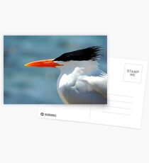 Elegant Tern Postcards