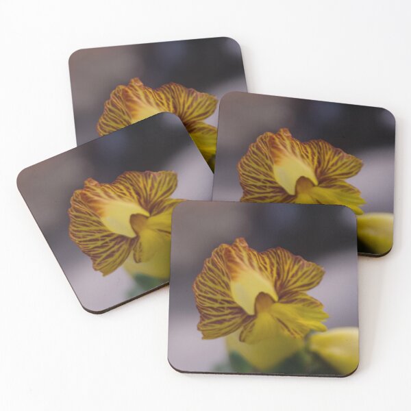 Item preview, insulin plant (Chamaecostus cuspidatus) designed and sold by ROSE ANN BANILAR.