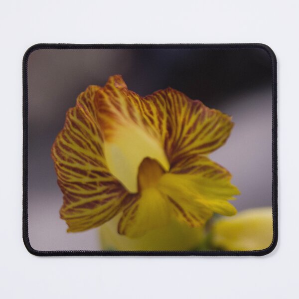 Item preview, insulin plant (Chamaecostus cuspidatus) designed and sold by ROSE ANN BANILAR.
