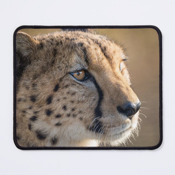Item preview, Majestic cheetah profile in golden light designed and sold by shabeel.