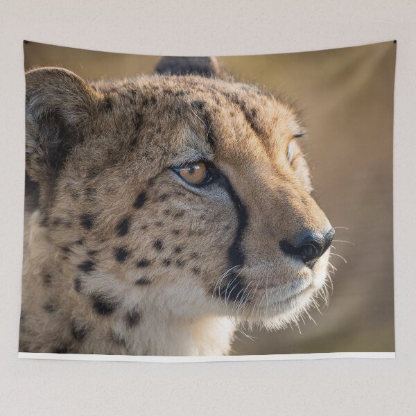 Item preview, Majestic cheetah profile in golden light designed and sold by shabeel.