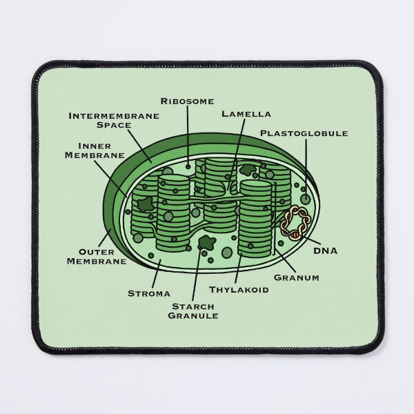 Item preview, Chloroplast Diagram designed and sold by BundaBear.