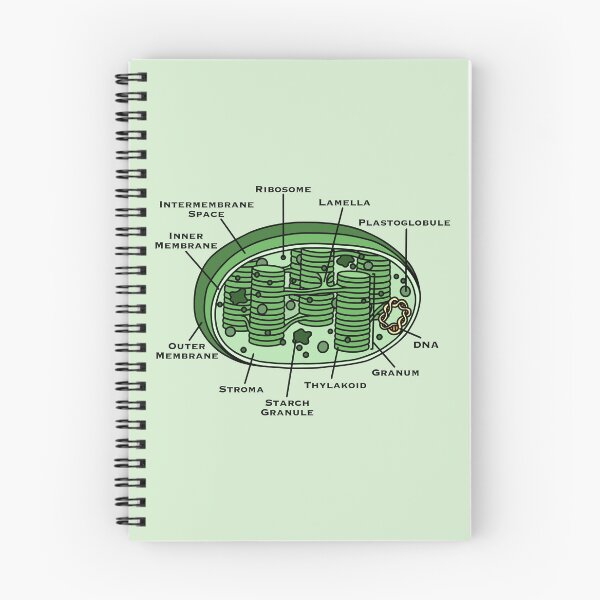 Item preview, Chloroplast Diagram designed and sold by BundaBear.