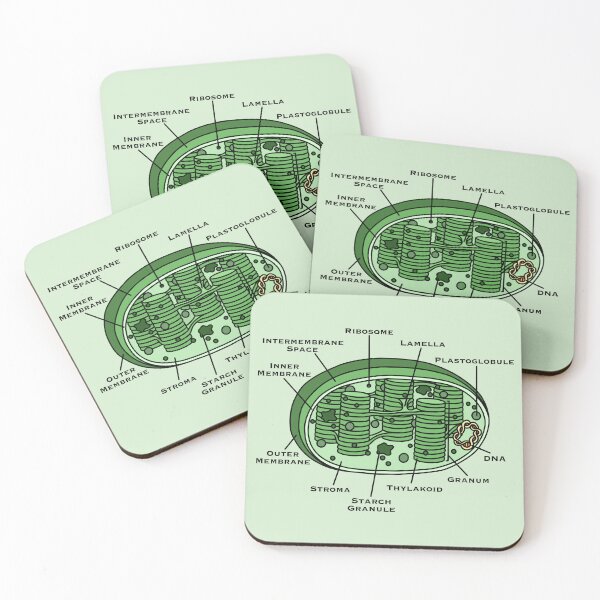 Item preview, Chloroplast Diagram designed and sold by BundaBear.