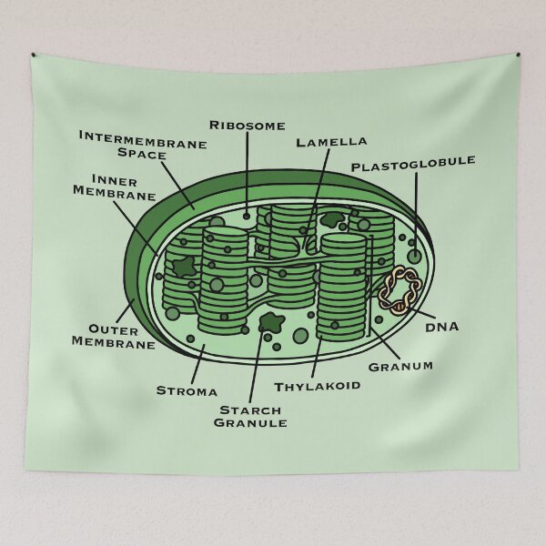 Item preview, Chloroplast Diagram designed and sold by BundaBear.