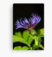 Stretch to the sky Canvas Print