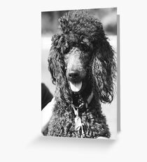 Poodle Greeting Card