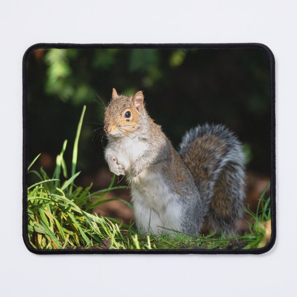 Item preview, Woodland Explorer: Grey Squirrel Wildlife Photography designed and sold by Karen Dore Art & Photography.