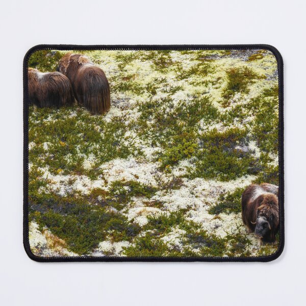 Item preview, Dovrefjell Musx Oxen designed and sold by DiFigianoPhoto.