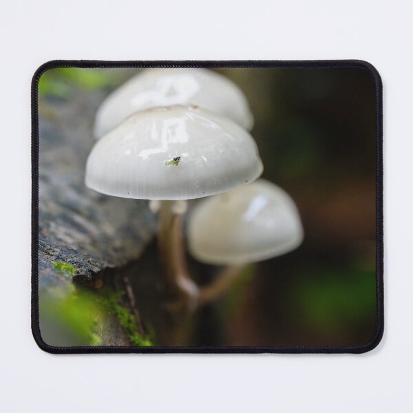 Item preview, Porcelain fungus on beech wood designed and sold by Imagerisium.