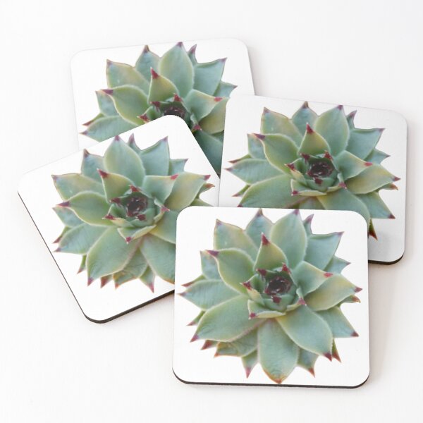 Item preview, Suculenta verde | foto de cactus verde designed and sold by hollycooper.