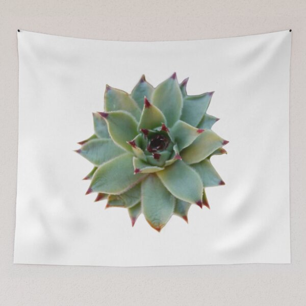 Aperçu de l'œuvre succulente verte | photo de cactus vert créée et vendue par hollycooper.