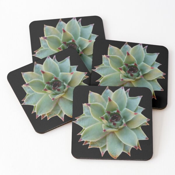 Item preview, Foto de suculenta verde cactus verde designed and sold by hollycooper.