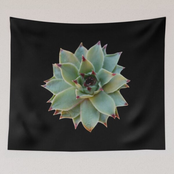 Aperçu de l'œuvre photo de plante grasse verte cactus vert créée et vendue par hollycooper.