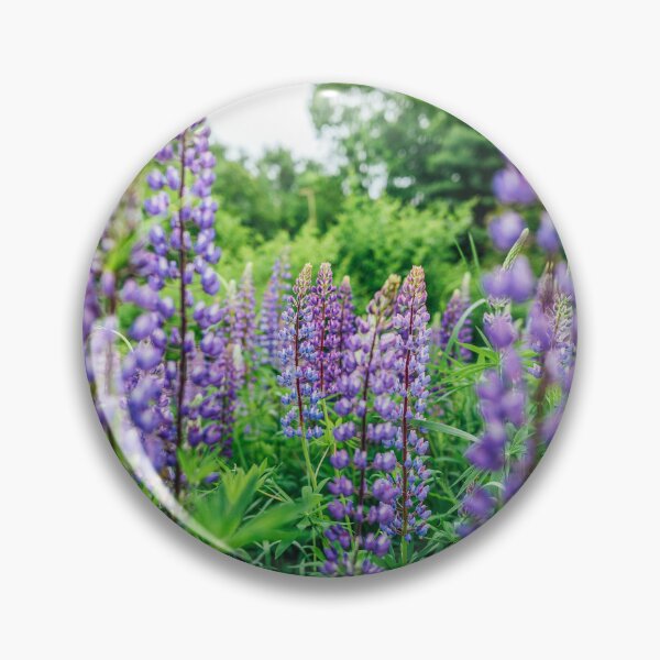 Item preview, Lots of Lupine in Bloom, Springtime in Maine designed and sold by katelizspra.