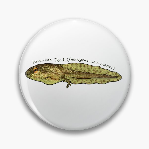 Item preview, American Toad pollywog by Woodsmith designed and sold by SJWoodsmith.