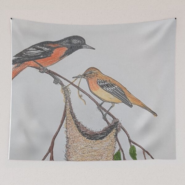 Artikelvorschau, Baltimore-Oriole beim Nestbau entworfen und verkauft von Matt Starr Fine Art .