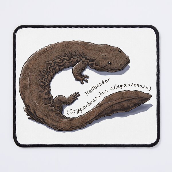 Item preview, Hellbender Salamander by Woodsmith designed and sold by SJWoodsmith.
