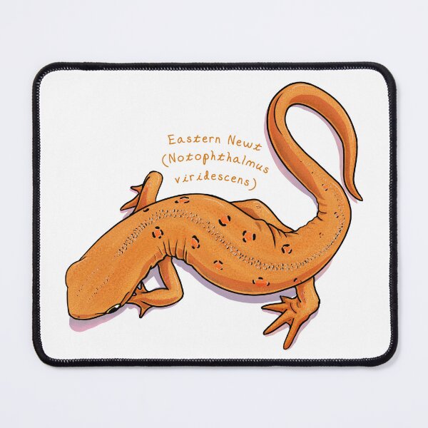Item preview, Eastern Newt by Woodsmith designed and sold by SJWoodsmith.