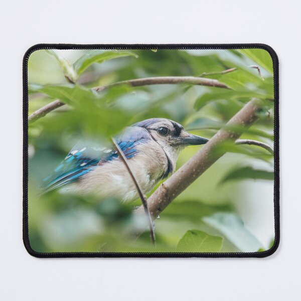 Item preview, Bluejay in the Trees designed and sold by katelizspra.