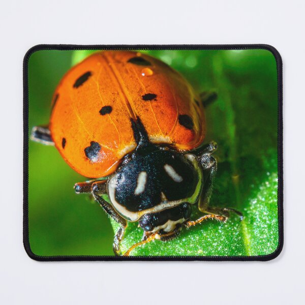 Item preview, Tiny Traveler: Ladybug on a Leaf designed and sold by TheHikersEye.