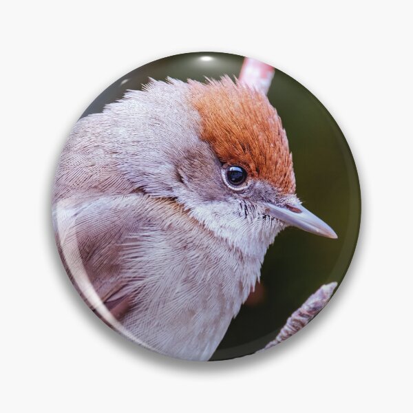 Item preview,  Eurasian Blackcap, female, (Sylvia atricapilla)  designed and sold by Tom McPherson Photography.