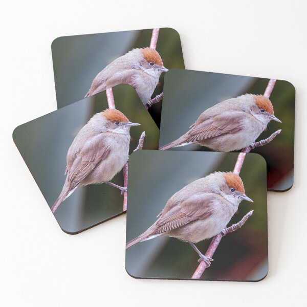 Item preview,  Eurasian Blackcap, female, (Sylvia atricapilla)  designed and sold by Tom McPherson Photography.