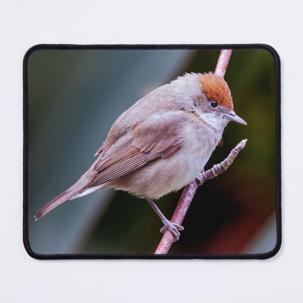Item preview, Eurasian Blackcap, female, (Sylvia atricapilla) designed and sold by Tom McPherson Photography.