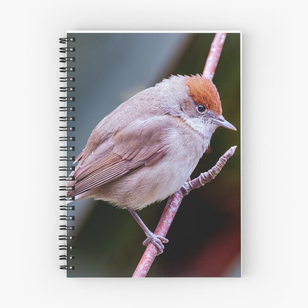 Item preview,  Eurasian Blackcap, female, (Sylvia atricapilla)  designed and sold by Tom McPherson Photography.