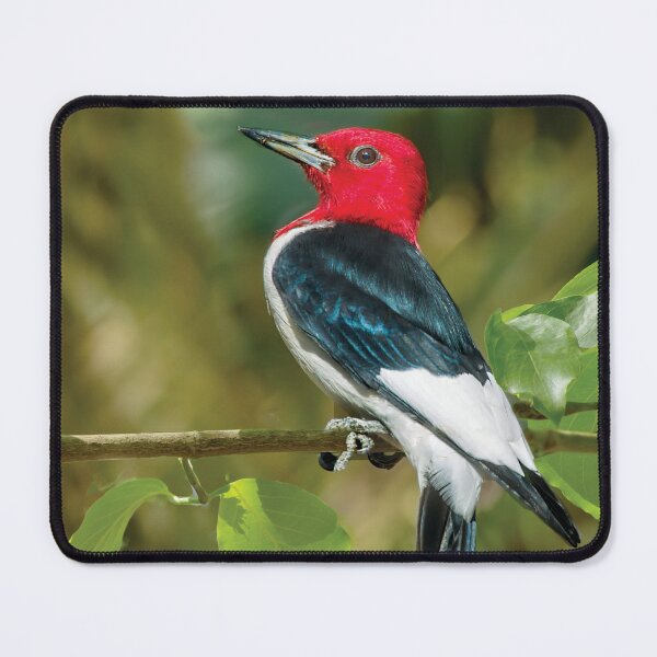 Item preview, Red-Headed Woodpecker, Portrait designed and sold by Kay Brewer.