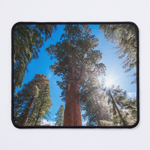 Item preview, Winter Light on the Giant General Sherman designed and sold by TheHikersEye.