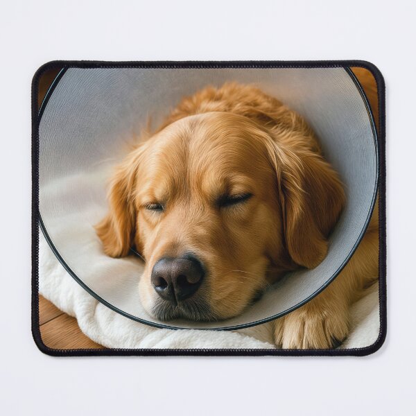 Item preview, Golden Retriever With a Protective Neck Cone designed and sold by Maria Dryfhout.