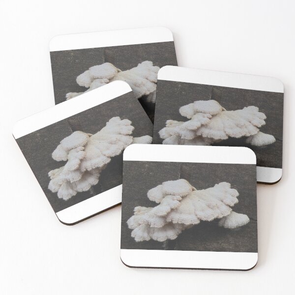 Item preview, Fungi on log (Scotland) (January 2026) designed and sold by photosbykel.