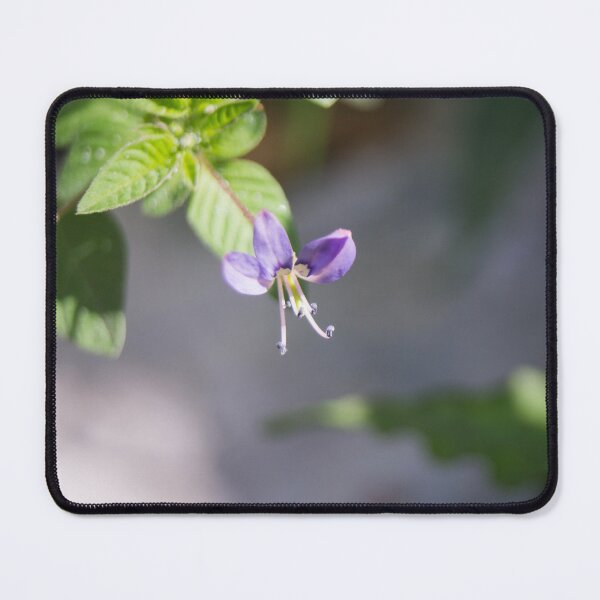 Item preview, Fringed Spider Flower designed and sold by ROSE ANN BANILAR.
